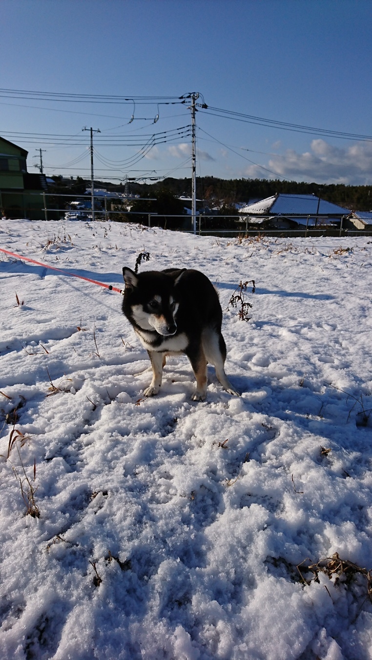 黒柴犬のひめちゃん 雪ではしゃぐの巻 深田のブログ